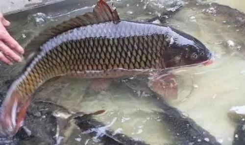 娱乐吃瓜酱养鱼,揭秘网红养鱼背后的趣味生活